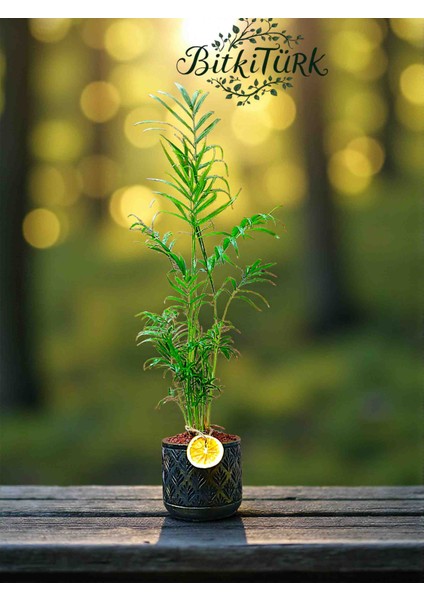 75/90CM Ithal Areka El Yapımı Beton Saksıda Portakal Dilimj ve Lav Taşları Dekorlu Hediye Paketi fiyatları