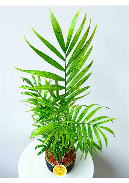 75/90CM Ithal Areka El Yapımı Beton Saksıda Portakal Dilimj ve Lav Taşları Dekorlu Hediye Paketi modelleri