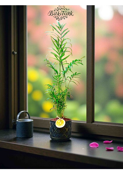 75/90CM Ithal Areka El Yapımı Beton Saksıda Portakal Dilimj ve Lav Taşları Dekorlu Hediye Paketi fırsatları