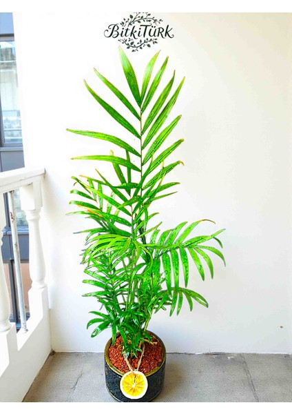 75/90CM Ithal Areka El Yapımı Beton Saksıda Portakal Dilimj ve Lav Taşları Dekorlu Hediye Paketi indirimleri