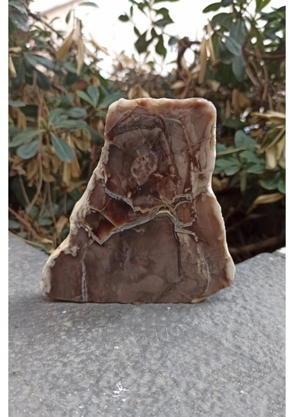 Ağaç Fosili Dekoratif Plaka 10AF