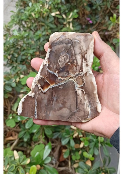 Ağaç Fosili Dekoratif Plaka 10AF fiyatları