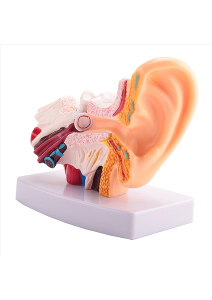 Organ Yapılarını Gösteren 1,5 Katlı Insan Kulak Anatomisi Modeli (Yurt Dışından) modelleri
