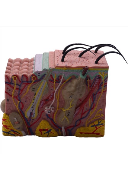 Cilt Modeli, 35X Cilt ve Saç Yapısı Modeli Büyüt Anatomik Model (Yurt Dışından)