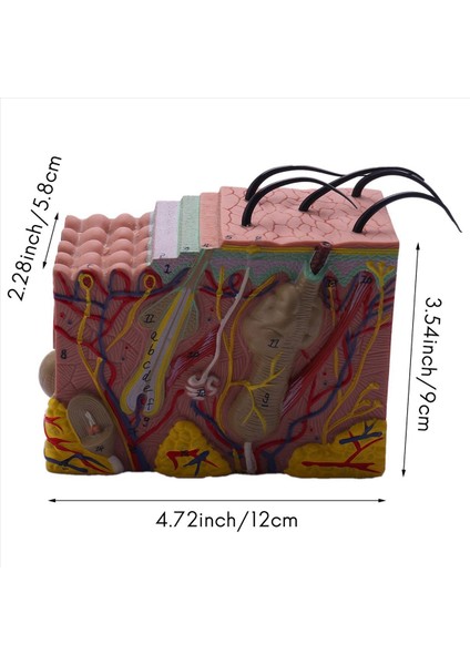 Cilt Modeli, 35X Cilt ve Saç Yapısı Modeli Büyüt Anatomik Model (Yurt Dışından) modelleri