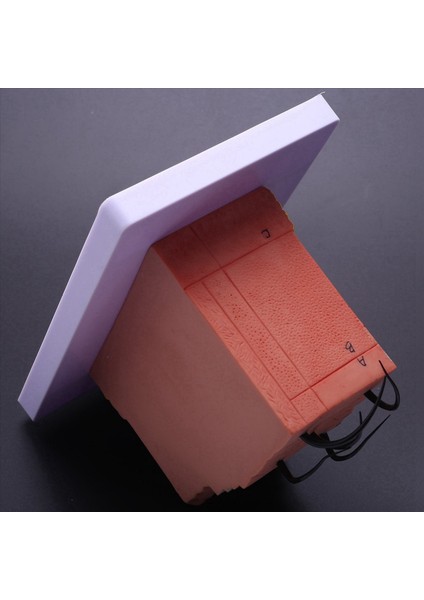 Cilt Modeli, 35X Cilt ve Saç Yapısı Modeli Büyüt Anatomik Model (Yurt Dışından) fırsatları