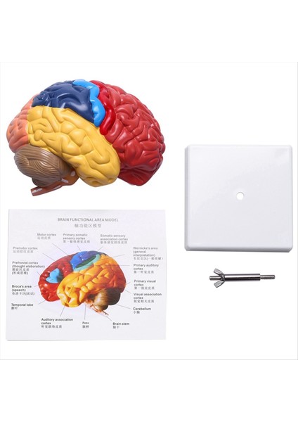 Beyin Anatomik Modeli Anatomisi 1:1 Yarım Beyin Beyin Sapı (Yurt Dışından) fiyatları