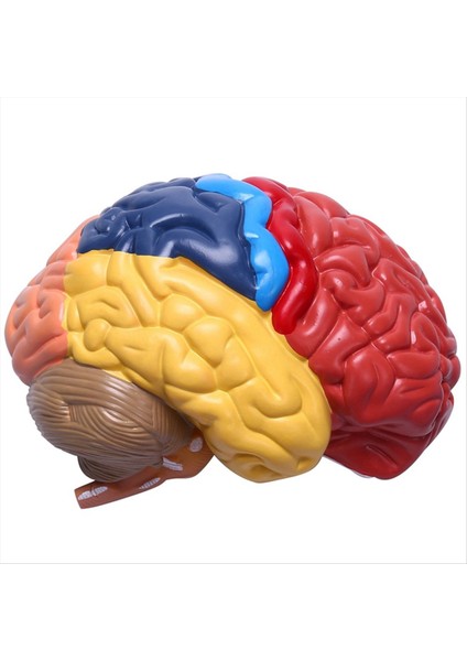 Beyin Anatomik Modeli Anatomisi 1:1 Yarım Beyin Beyin Sapı (Yurt Dışından) fırsatları