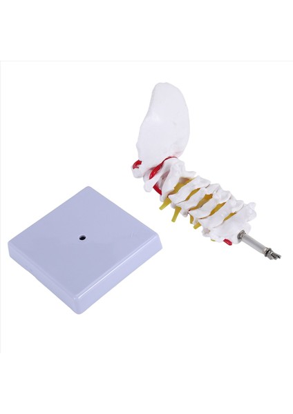 Servikal Vertebra Atardamar Omurga Spinal Sinirler Anatomik Model (Yurt Dışından)