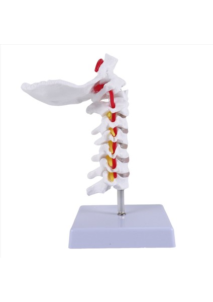 Servikal Vertebra Atardamar Omurga Spinal Sinirler Anatomik Model (Yurt Dışından) fırsatları