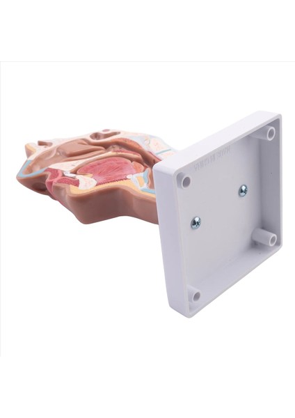 Çalışma Için Insan Anatomik Burun Boşluğu Boğaz Anatomisi Modeli (Yurt Dışından) fiyatları