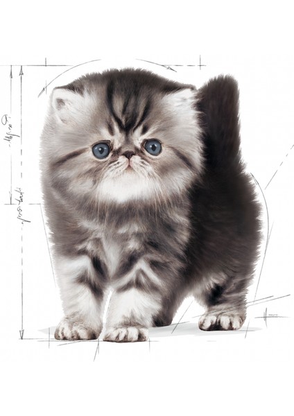 Persian Iran Kedisi Için Yavru Kedi Maması 2kg