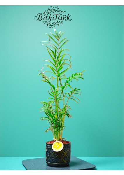 75/90CM Ithal Areka El Yapımı Beton Saksıda Portakal Dilimj ve Lav Taşları Dekorlu Hediye Paketi