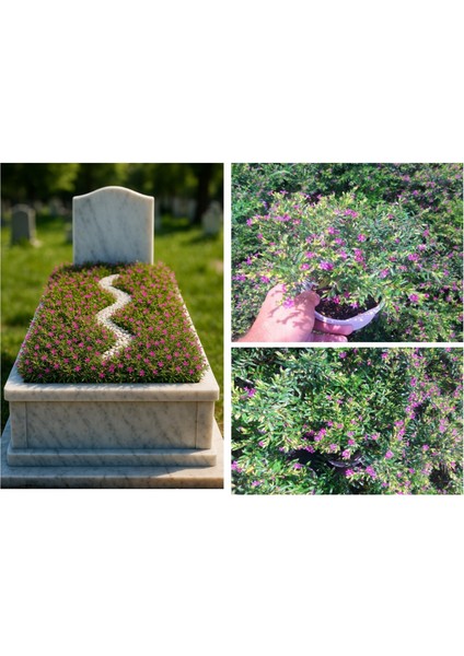 MEZAR - KABİR BİTKİ SETİ - 10 ADET CENNET ÇİÇEĞİ KUFEYA