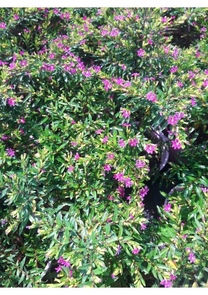 MEZAR - KABİR BİTKİ SETİ - 10 ADET CENNET ÇİÇEĞİ KUFEYA fırsatları