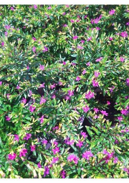 MEZAR - KABİR BİTKİ SETİ - 10 ADET CENNET ÇİÇEĞİ KUFEYA indirimleri