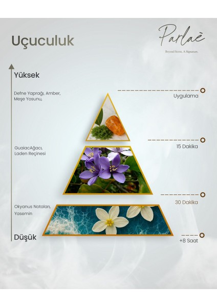 Erkek Parfüm - Favori ve Kalıcı Defne Yaprağı Okyanus Amber ve Meşe Notaları 50 ml Parfum modelleri