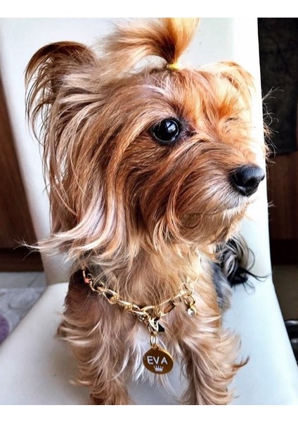 Yuvarlak Gold Köpek Isimliği / Künyesi fiyatları