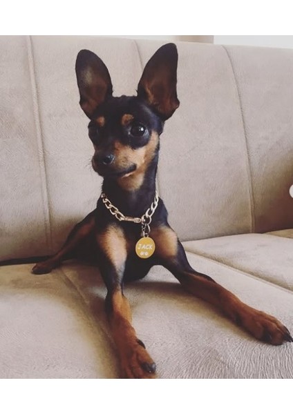 Yuvarlak Gold Köpek Isimliği / Künyesi modelleri