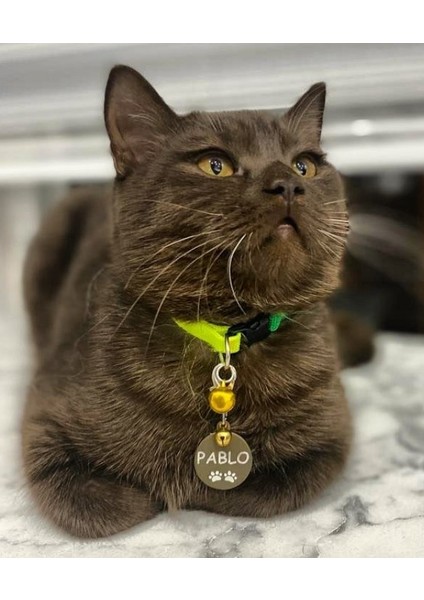 Kedi Şeklinde Bronz Köpek Isimliği / Künyesi fiyatları