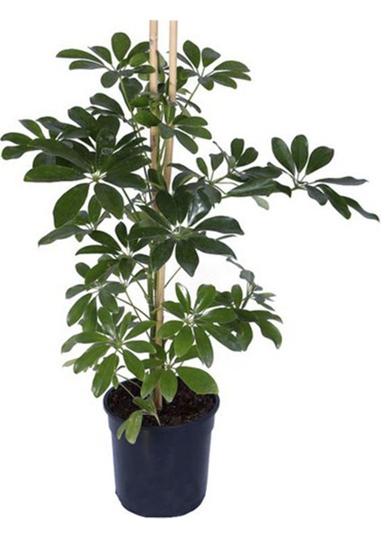 Yeşil Şeflera Fidanı (Salon / Ofis) 80CM-100CM