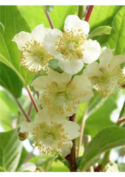 Ilk Altın Matua Kivi Fidanı 150 cm 200 cm