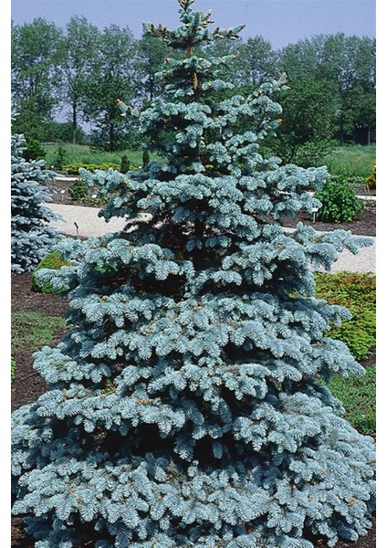 Mavi Ladin Tijli Aşılı 100 cm Baston