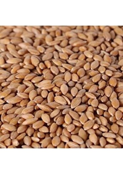 Siyez Unu 5 kg Tam Tane Öğütülmüş Un Sağlıklı Beslenme İçin fırsatları