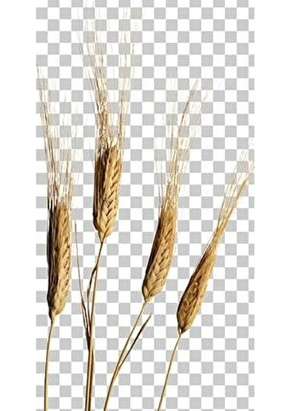 Siyez Unu 5 kg Tam Tane Öğütülmüş Un Sağlıklı Beslenme İçin indirimleri