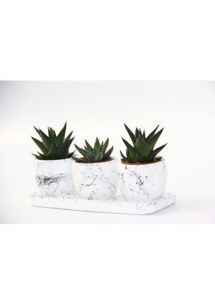 Trio Beyaz Sukulent Seti - Haworthia Pumila, Limifolia