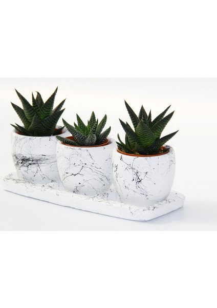 Trio Beyaz Sukulent Seti - Haworthia Pumila, Limifolia fırsatları