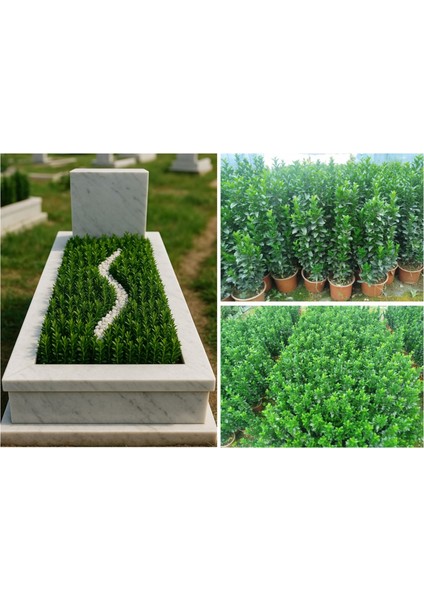 MEZAR - KABİR BİTKİ SETİ - 10 ADET YEŞİL TAFLAN GREENSPİRE 25-30
