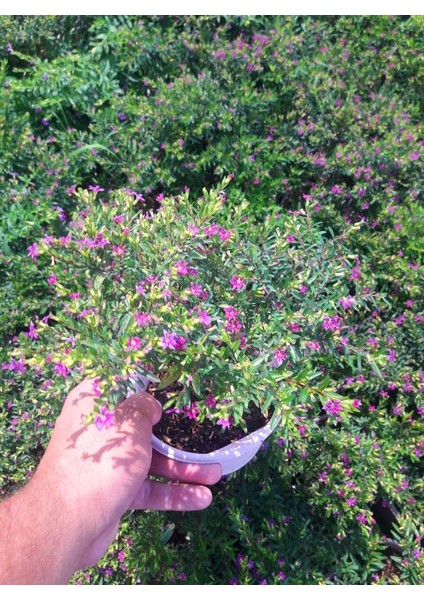 MEZAR - KABİR BİTKİ SETİ - 20 ADET CENNET ÇİÇEĞİ KUFEYA modelleri