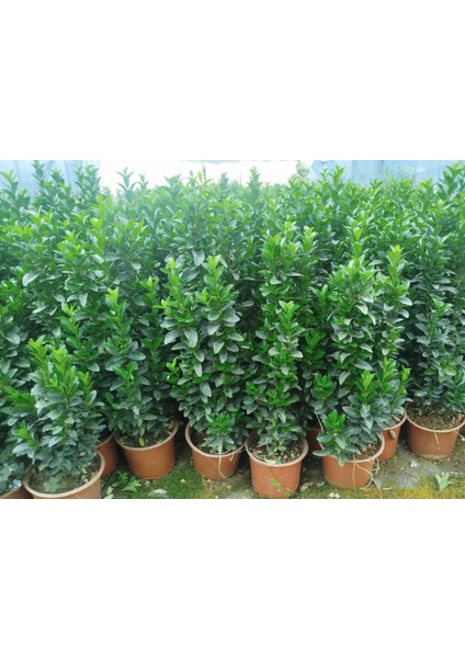 MEZAR - KABİR BİTKİ SETİ - 20 ADET YEŞİL TAFLAN GREENSPİRE 25-30 indirimleri