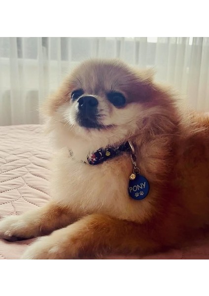 Yuvarlak Mavi Köpek Isimliği / Künyesi