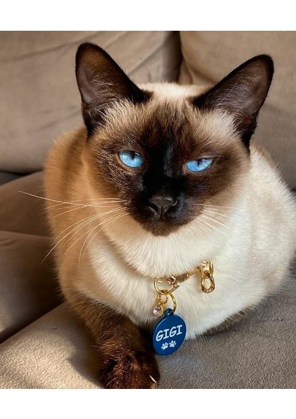 Yuvarlak Mavi Köpek Isimliği / Künyesi fiyatları