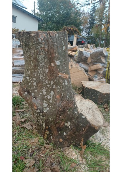 Kayın Ağacı Tomruk - Kütük - Boy 72CM Çapı 100-140 cm - Kütük Masa Dekoratif Ürün Yapmak Için Uygun