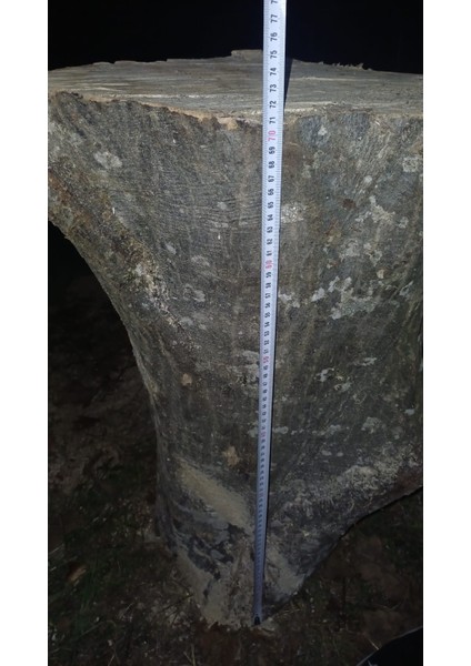 Kayın Ağacı Tomruk - Kütük - Boy 72CM Çapı 100-140 cm - Kütük Masa Dekoratif Ürün Yapmak Için Uygun fiyatları