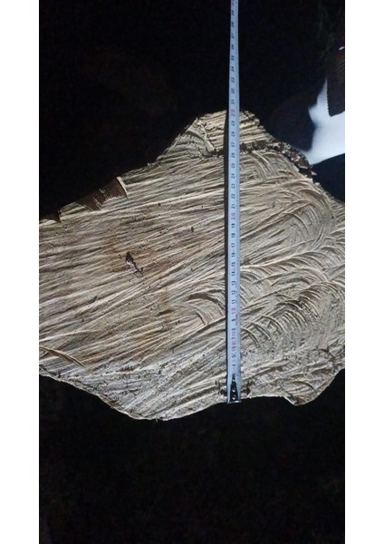 Kayın Ağacı Tomruk - Kütük - Boy 72CM Çapı 100-140 cm - Kütük Masa Dekoratif Ürün Yapmak Için Uygun modelleri