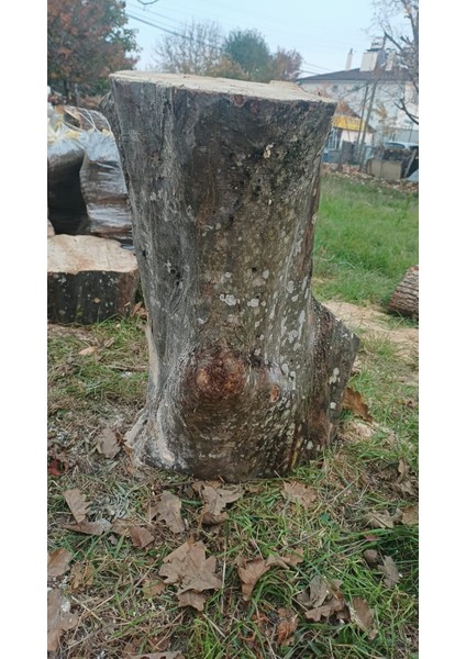Kayın Ağacı Tomruk - Kütük - Boy 72CM Çapı 100-140 cm - Kütük Masa Dekoratif Ürün Yapmak Için Uygun indirimleri