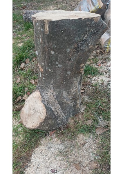 Kayın Ağacı Tomruk - Kütük - Boy 72CM Çapı 100-140 cm - Kütük Masa Dekoratif Ürün Yapmak Için Uygun