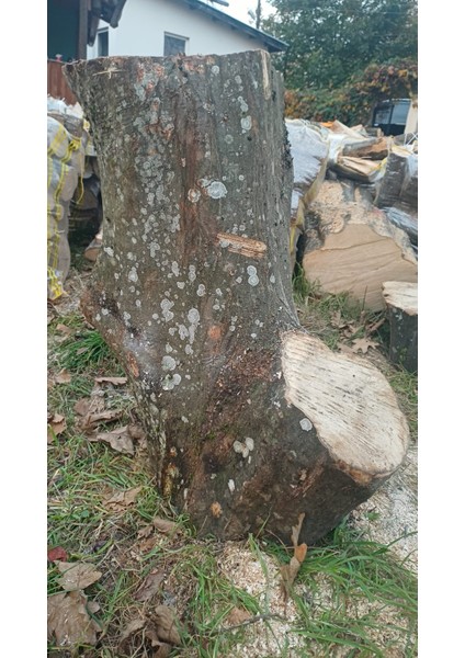 Kayın Ağacı Tomruk - Kütük - Boy 72CM Çapı 100-140 cm - Kütük Masa Dekoratif Ürün Yapmak Için Uygun