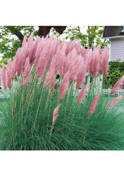 Pembe Pampas Saz Çiçeği Fidanı 150CM-200CM