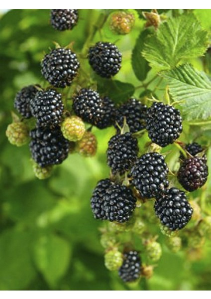 Tatlı Dikensiz Böğürtlen 150 cm 200 cm