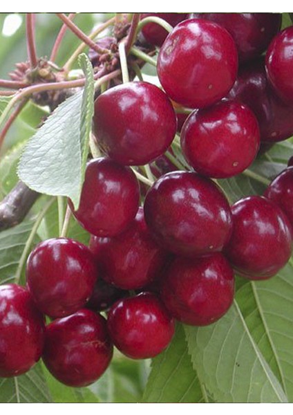 Sweet Heart Kiraz Ağacı Fidanı 3 Yaş 100-120CM