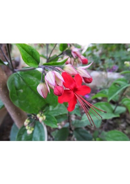 Kırmızı Kızılay Çiçeği Fidanı 20CM-40CM