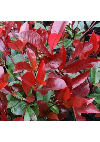 Alev Çalısı Fidanı 150CM-200CM