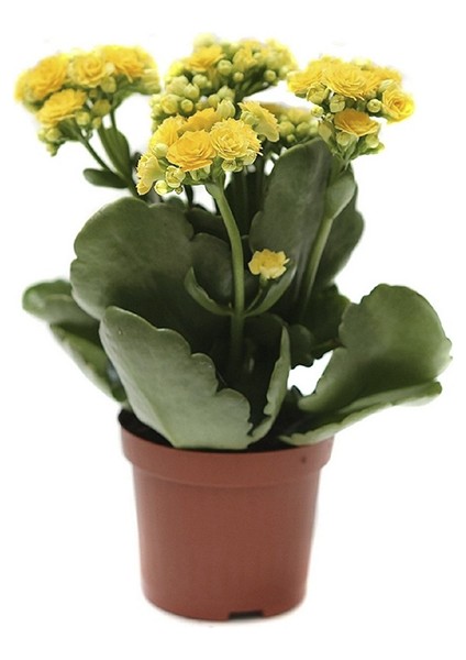 Sarı Kalanşo Fidesi 10 Adet