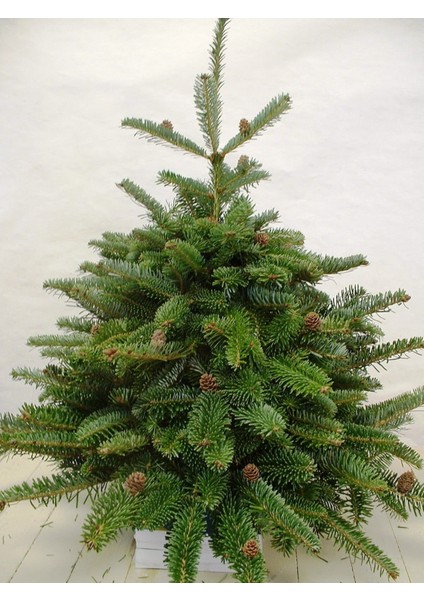 Doğu Ladini Yılbaşı Çamı Ağacı Fidanı 200CM-250CM