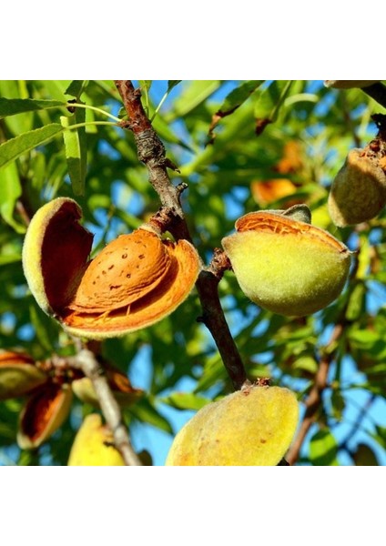 Yaltınski Badem Fidanı 3 Yaş 100 cm 120 cm